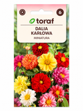 DAHLIA BUSH MINIATURE, 0.5g