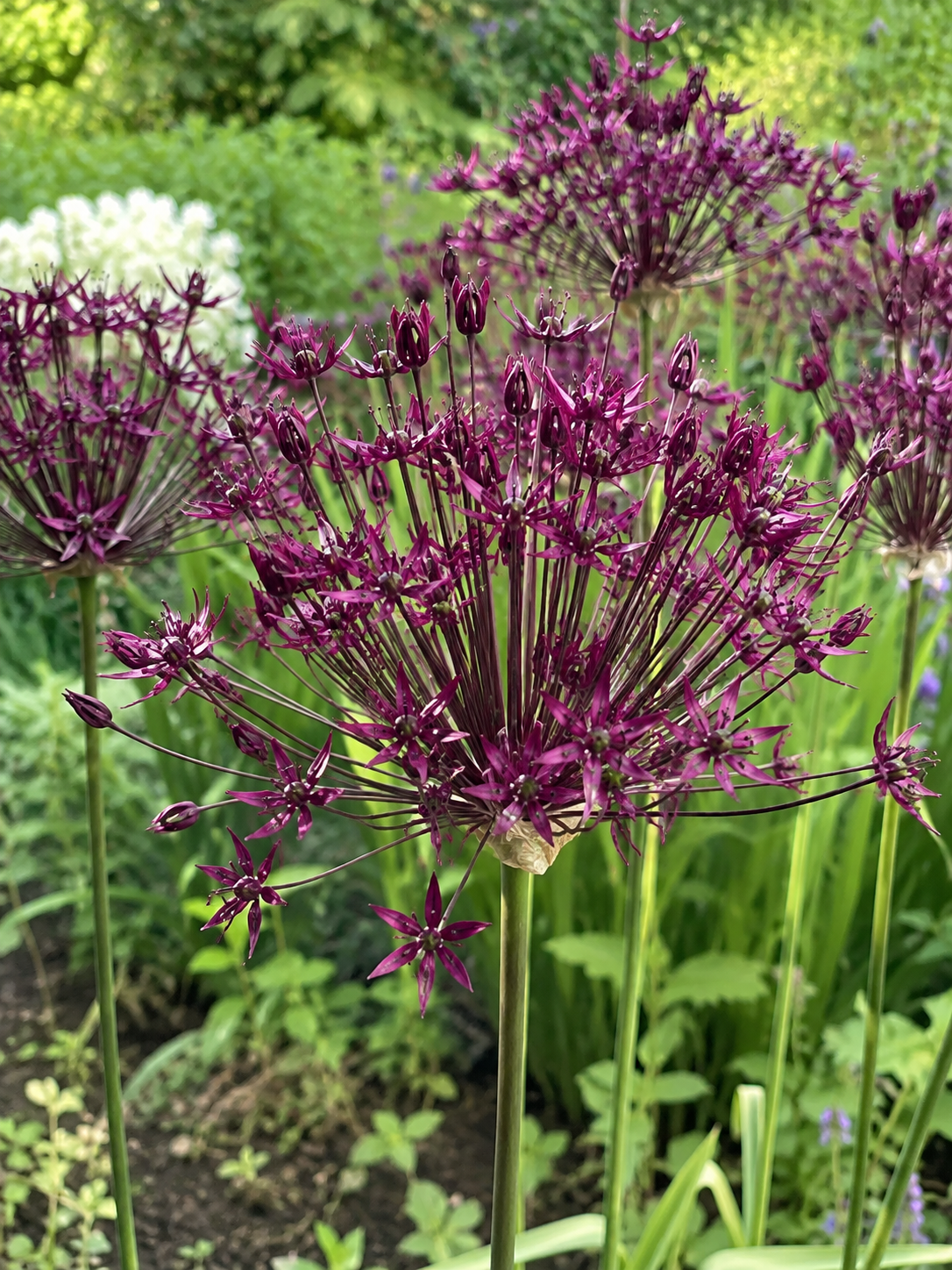 ORNAMENTAL ONIONS MIAMI, 1pc