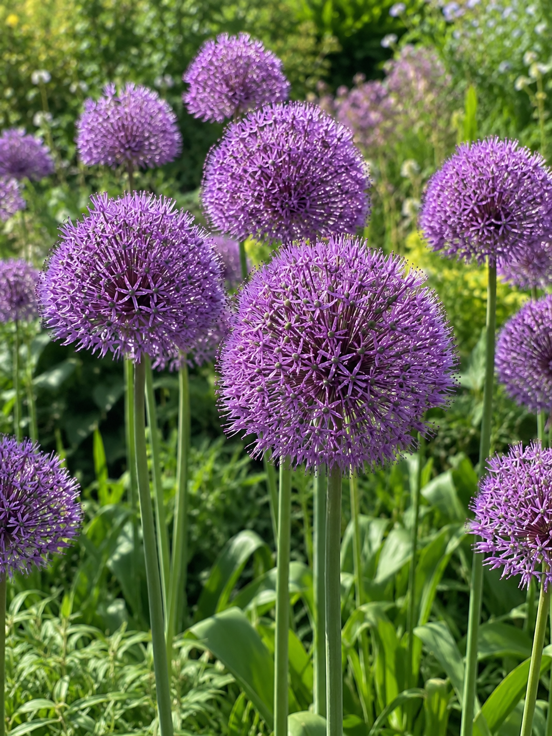 ORNAMENTAL ONIONS LUCKY BALL, 1 pc