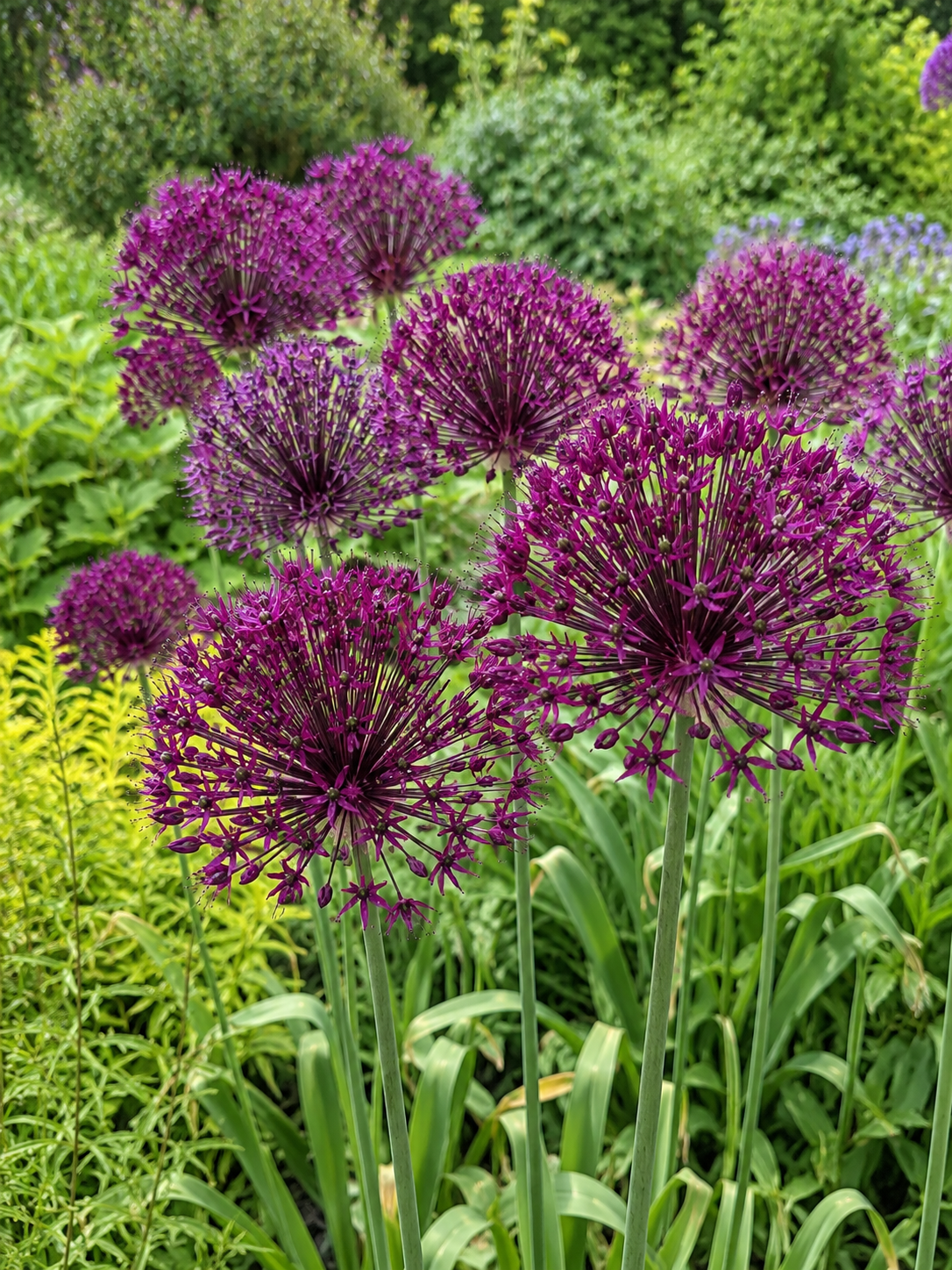 ALLIUM CHRISTOPHII, 1 pc