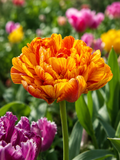 TULPES PILDĪTĀS SUN LOVER, 1gb