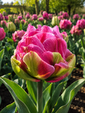 TULPES LEDUSTULPES STRAWBERRY CREAM, 1gb