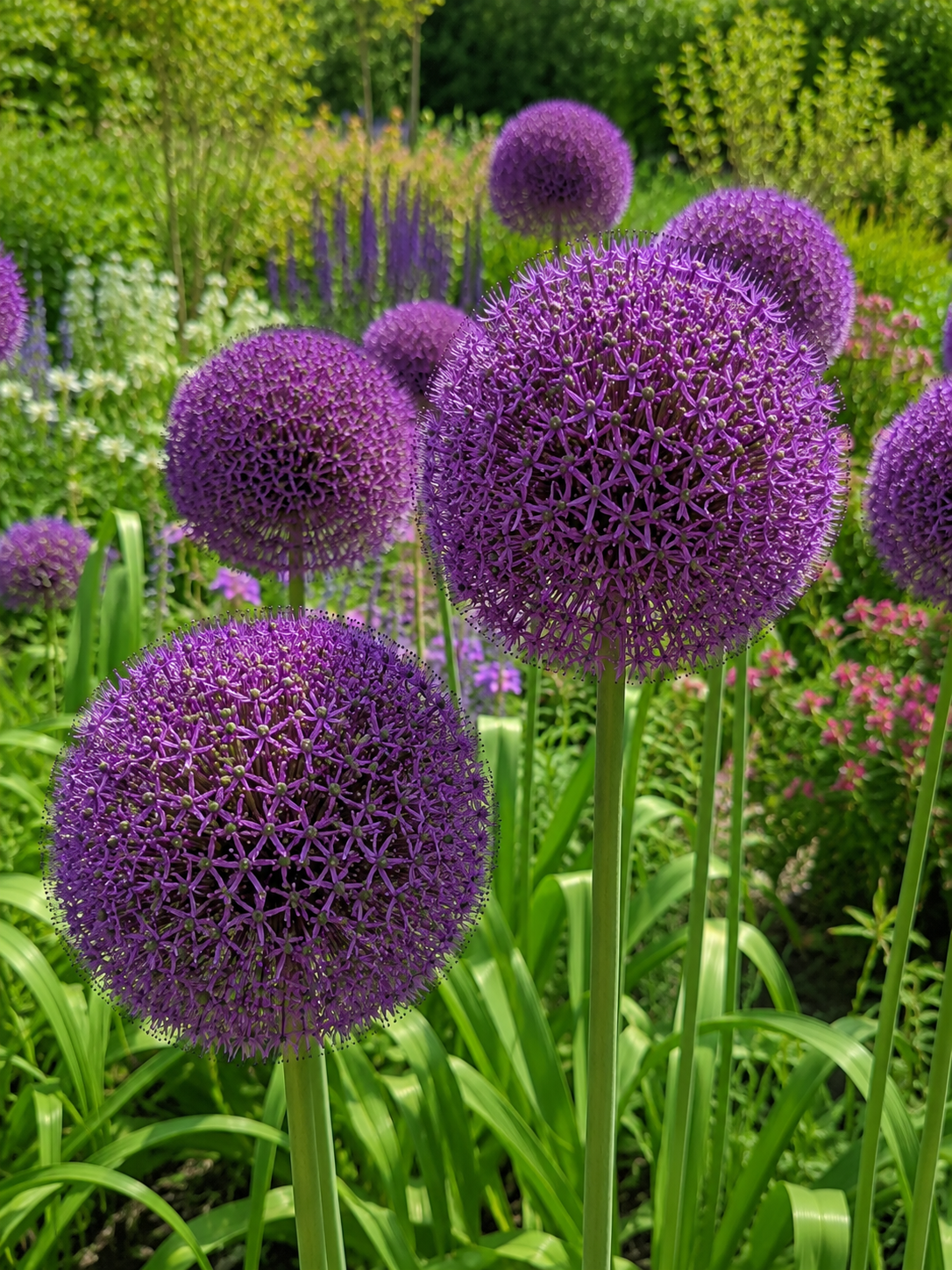 DECORATIVE ONIONS AMBASSADOR, 1pc