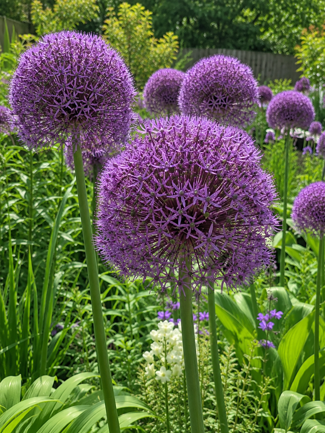 ALLIUM GIGANTEUM, 1 pc.