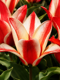 TULIPS LOW CZAR PETER, 1pc