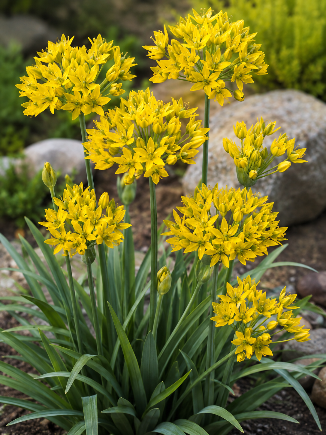 DECORATIVE ONIONS ALLIUM MOLY, 1 pc.