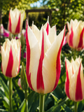 TULPES LILIJZIEDU MARILYN, 1gb