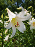LILY TRUMPET LILY REGALE ALBUM, 1 pc
