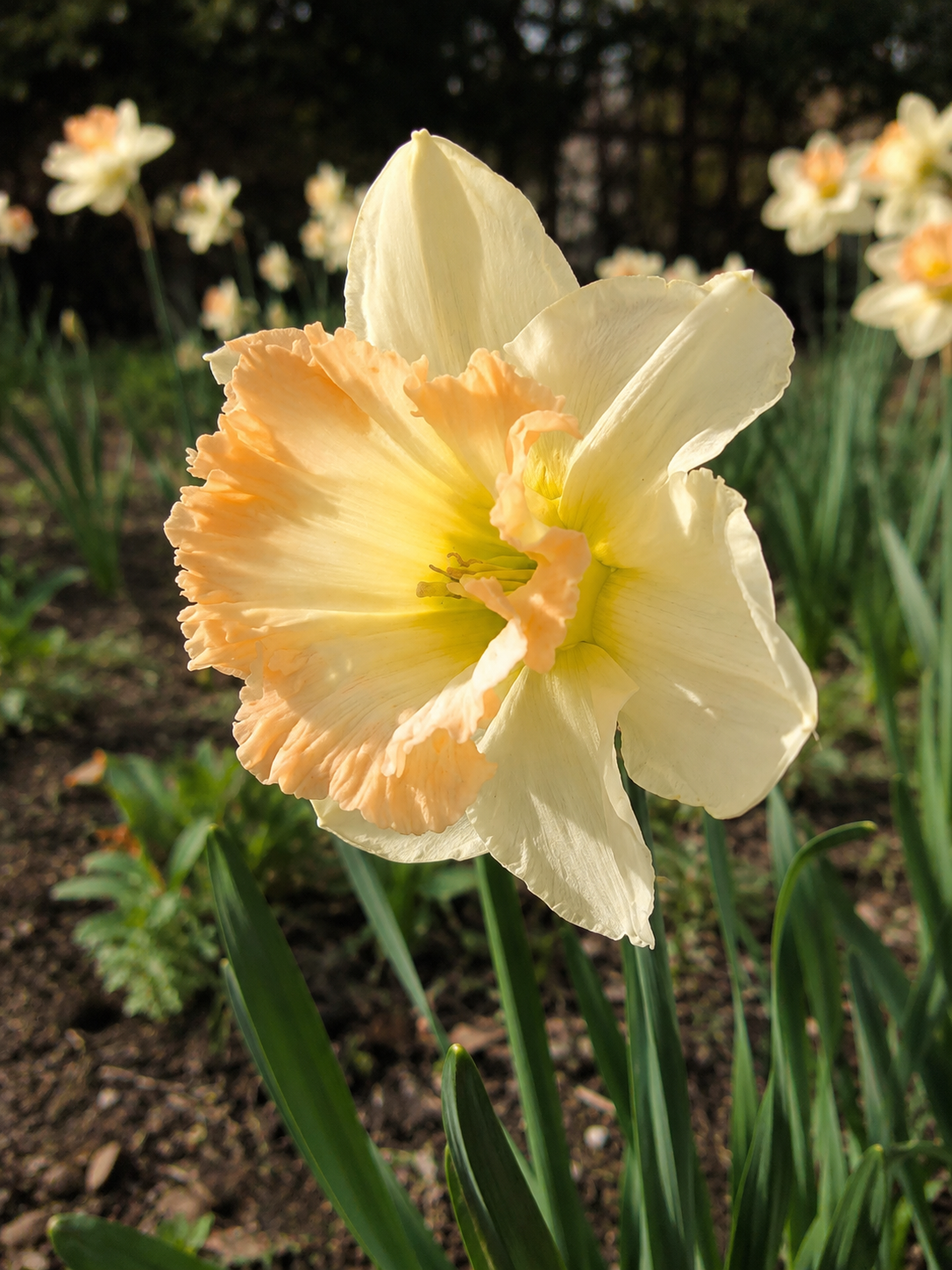 NARCISSUS LARGE-CROWNED BRITISH GAMBLE, 1kg