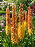 EREMURUS CLEOPATRA, 1pc