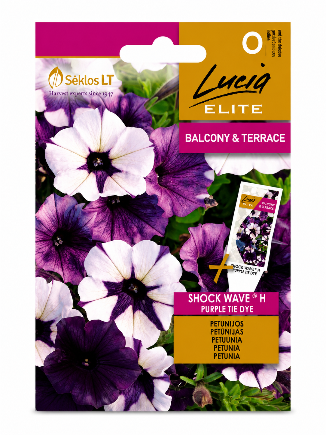 PETŪNIJAS (SURFĪNIJAS) SHOCK WAVE H PURPLE TIE DYE, 6s