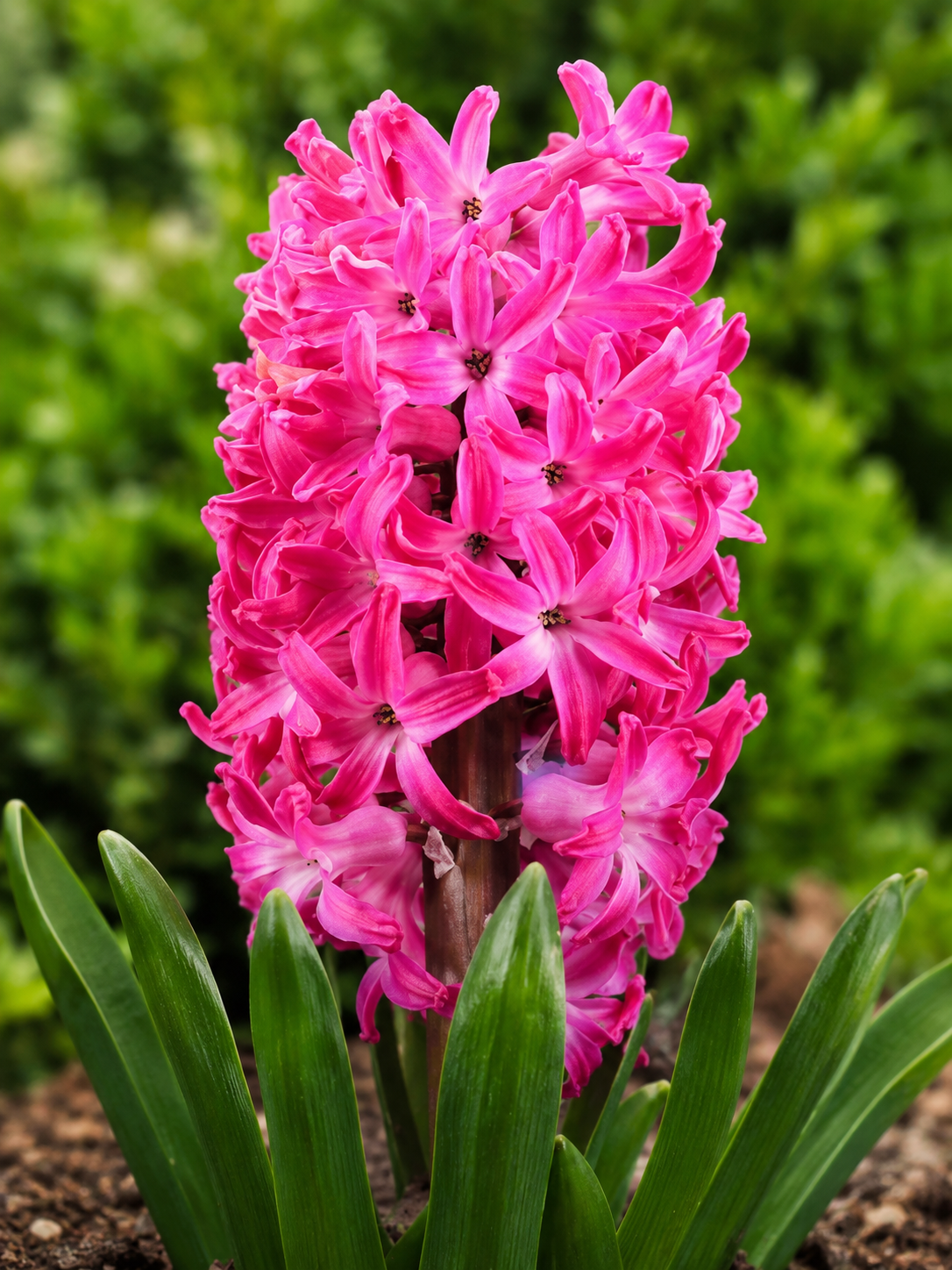 HYACINTH PINK PEARL, 1pc