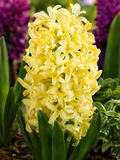 HYACINTH CITY OF HAARLEM, 1pc