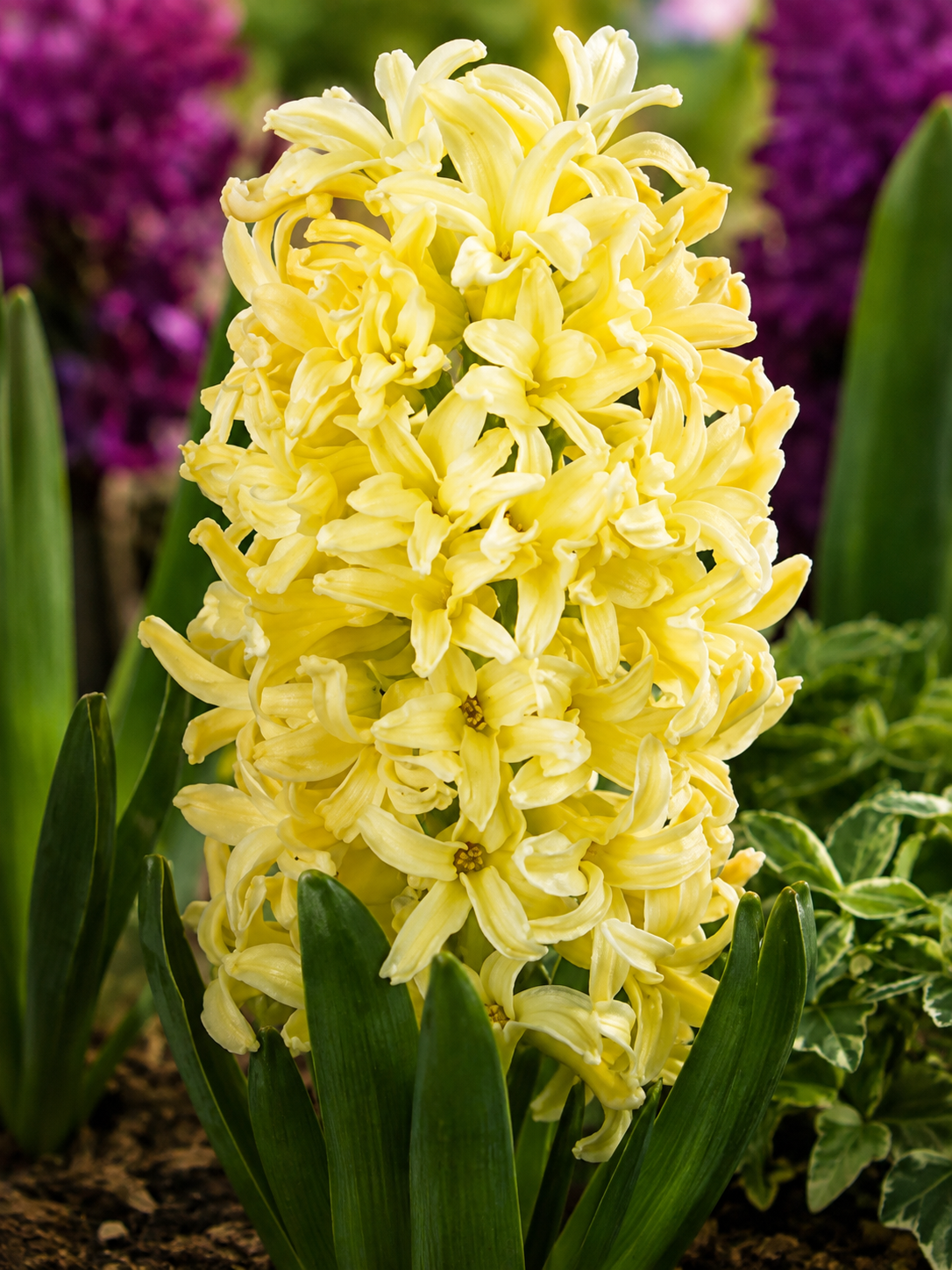HYACINTH CITY OF HAARLEM, 1pc