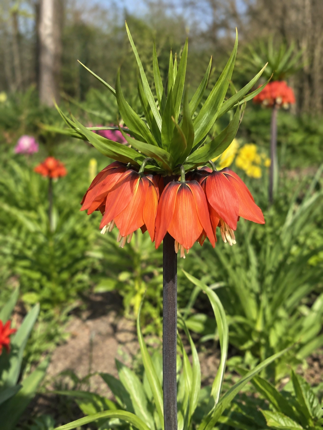CROWN IMPERIAL AURORA FRITILLARY, 1pc