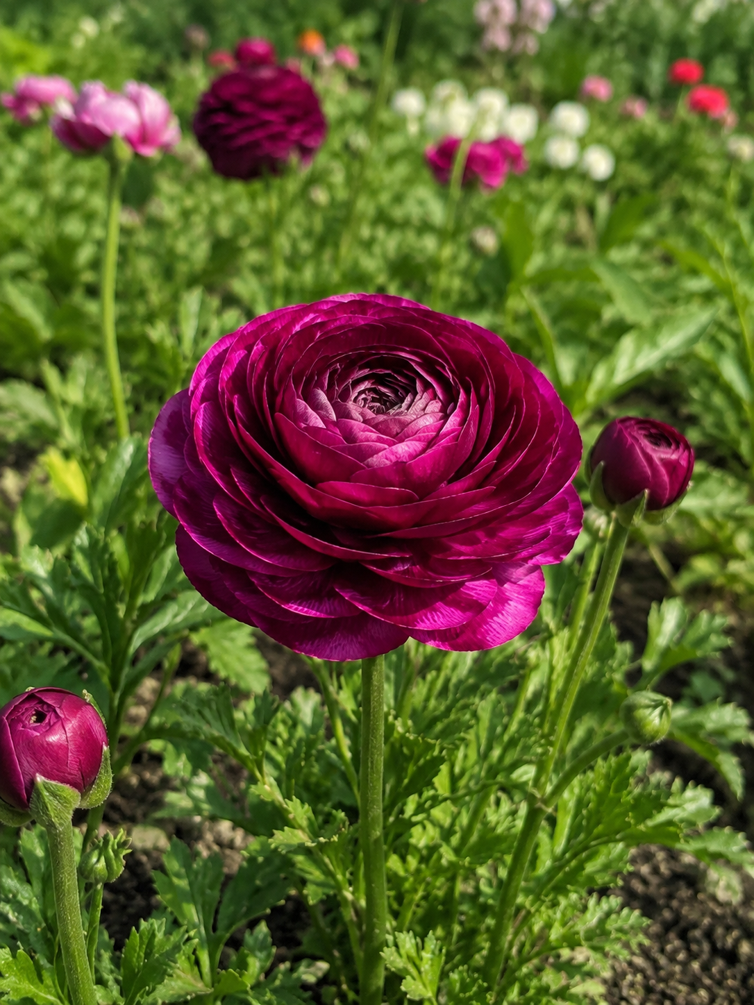 GUNDEGA'S ASIAN TOMER PURPLE, 1 pc.