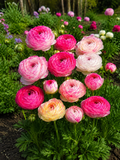 ASIAN PICOTEE ROSE 'GUNDEGA', 1 pc