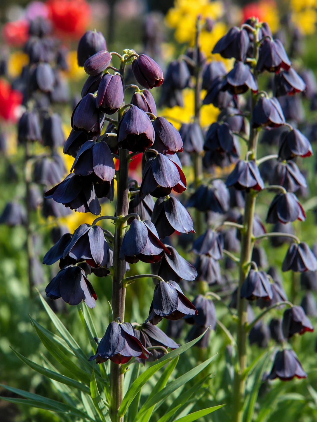 FRITILLARIA PERSICA, 1pc