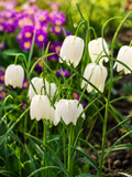 FRITILĀRIJAS RŪTAINĀS ALBA, 1gb