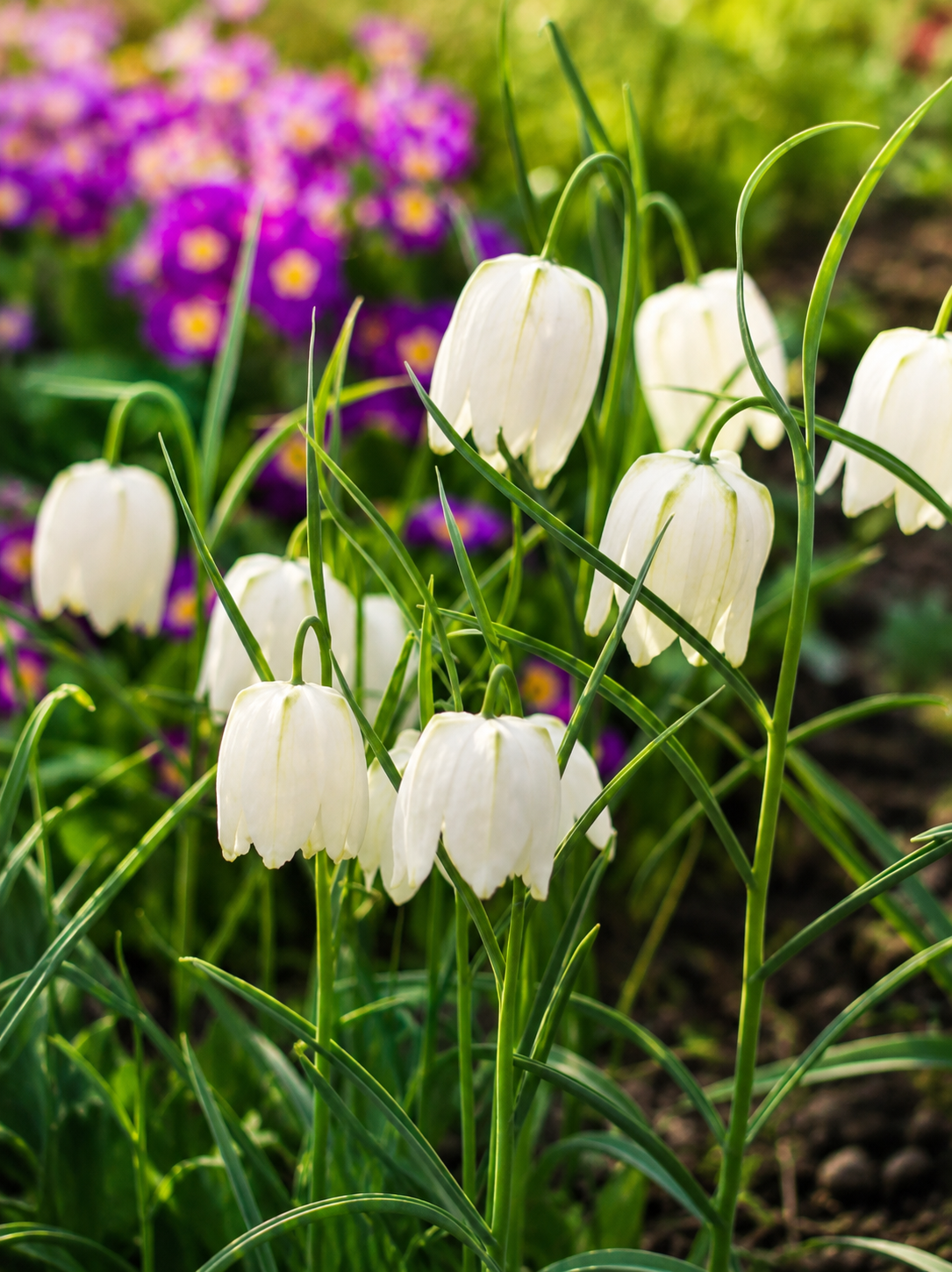 FRITILĀRIJAS RŪTAINĀS ALBA, 1gb