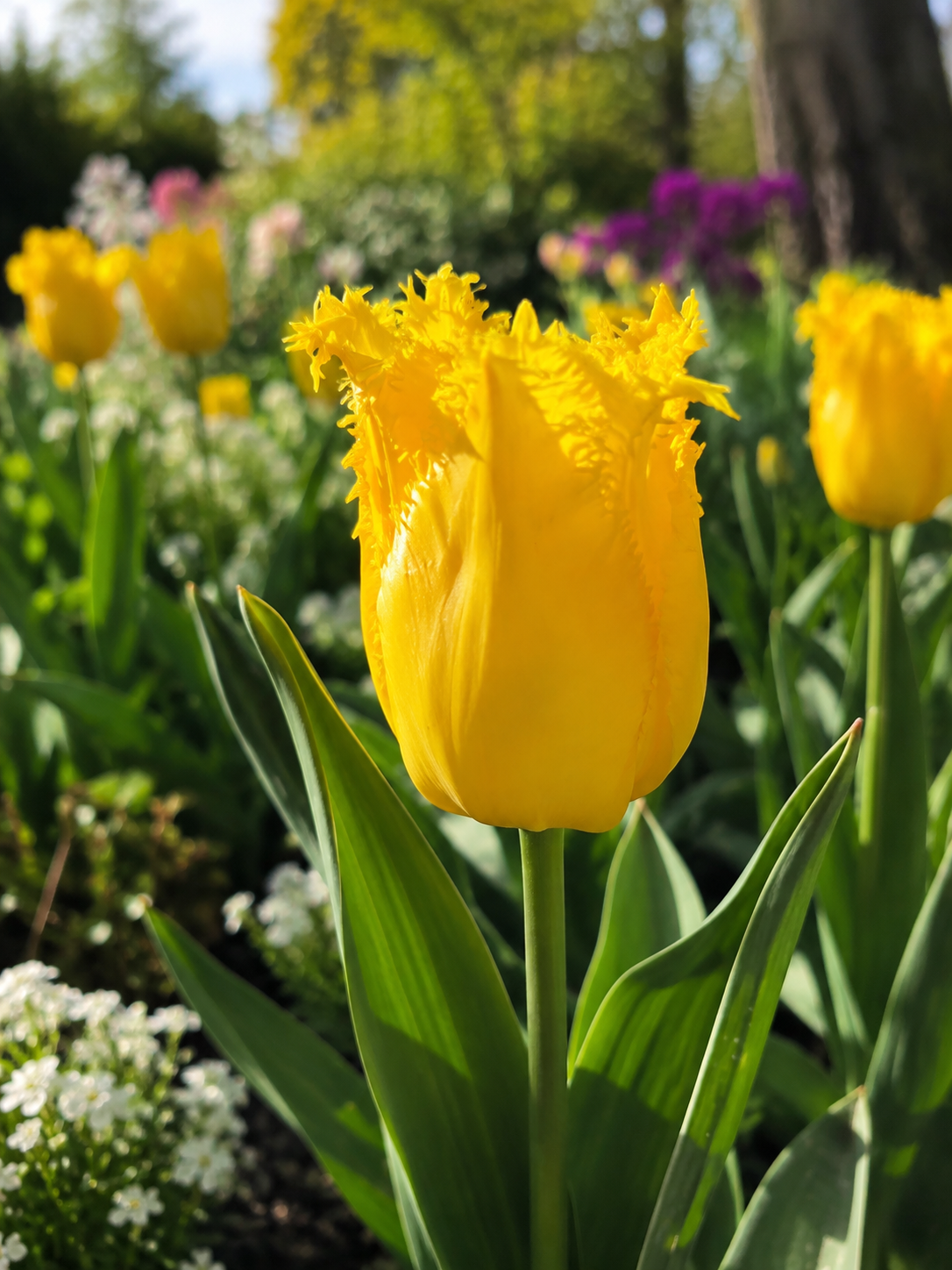 TULPES ELITĀRĀS ROBERT KORZENIOWSKI, 1gb