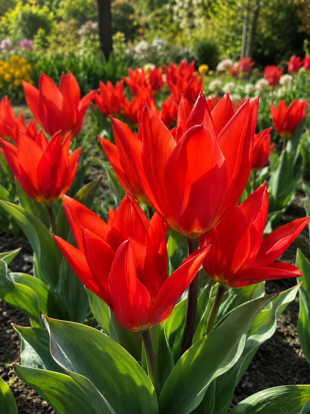 TULPES ZEMĀS FUSILIER, 1gb