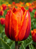 TULPES TRIUMFA HERMITAGE, 1gb