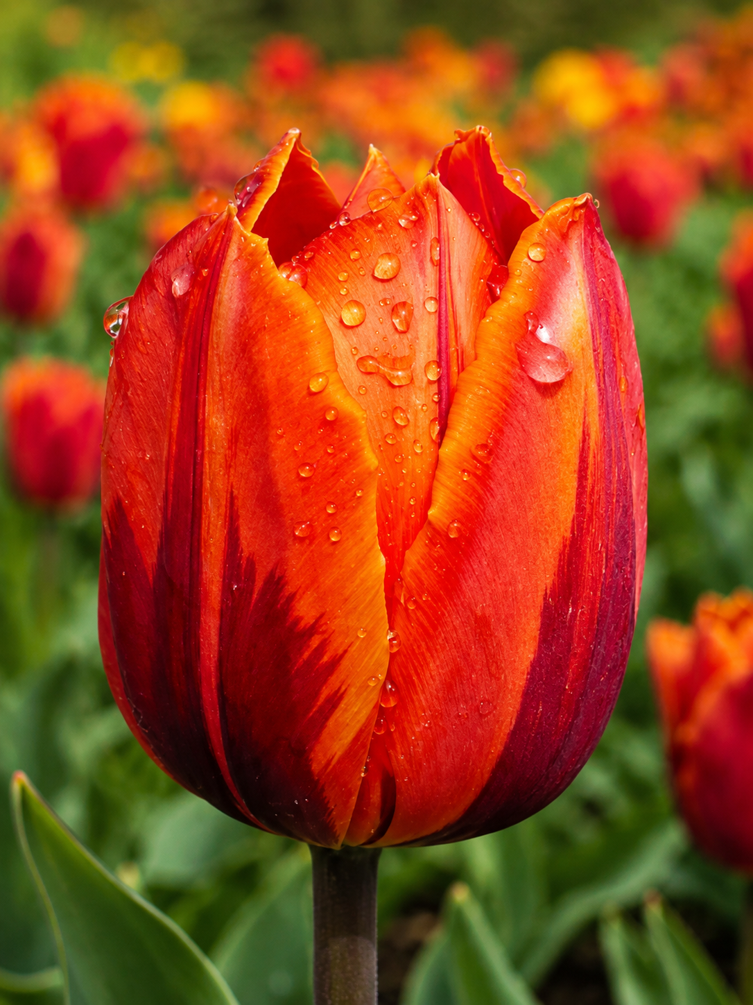 TULPES TRIUMFA HERMITAGE, 1gb
