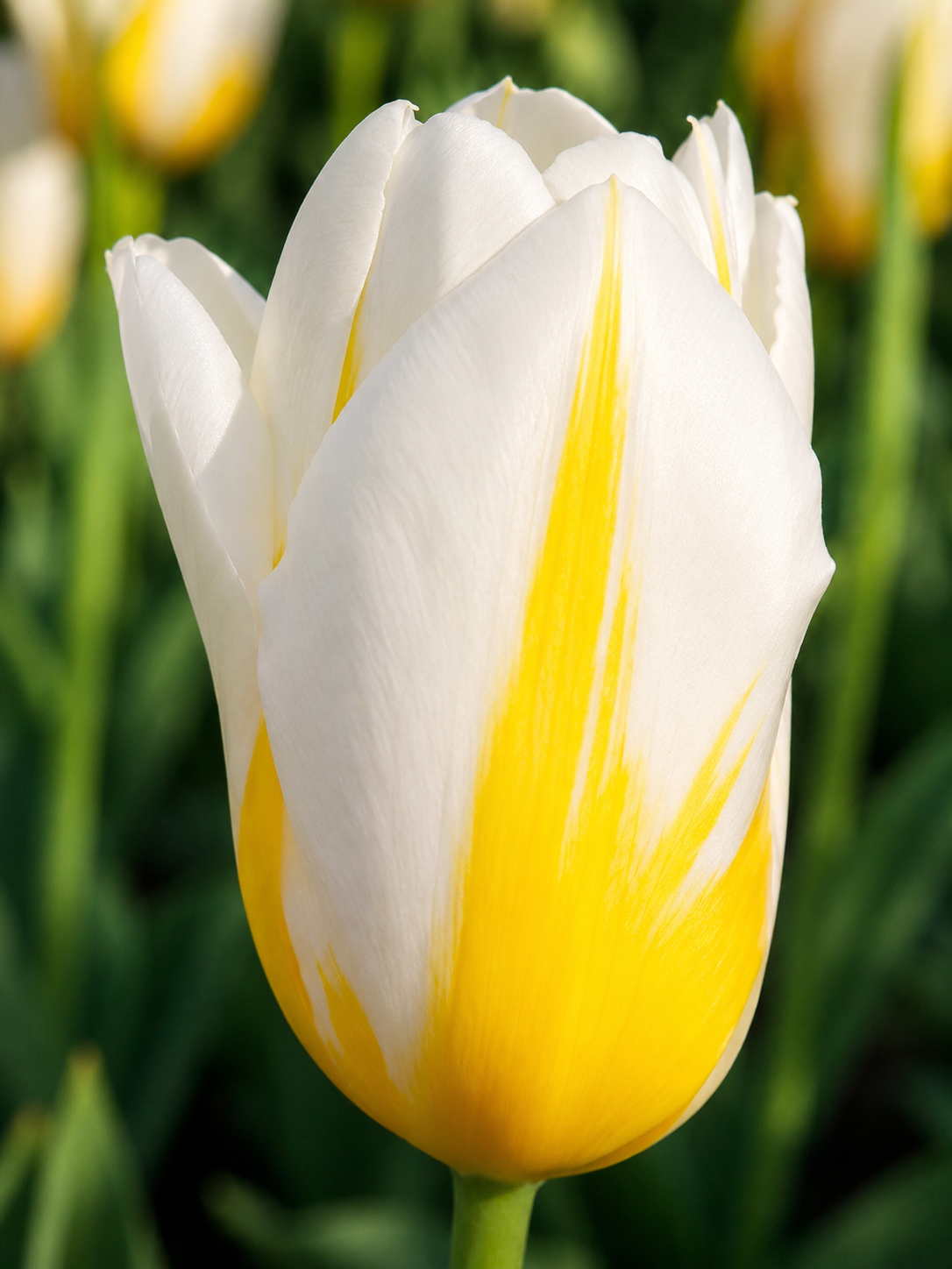 TULPES TRIUMFA FLAMING COQUETTE, 1gb