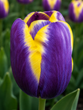 TULPES TRIUMFA ARABIAN BEAUTY, 1gb