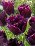 TULPES FRINGED PURPLE CRYSTAL, 7gb