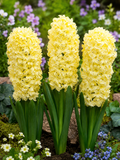 HYACINTH CITY OF HAARLEM, 1 pc