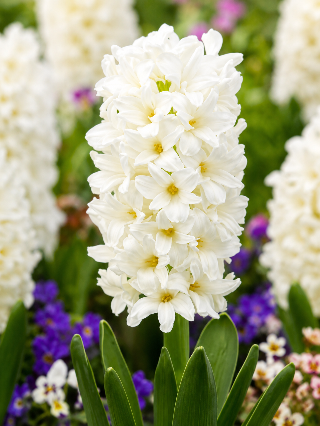 HYACINTH CARNEGIE, 1pc