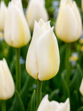 TULPES TRIUMPH AGRASS WHITE, 1gb