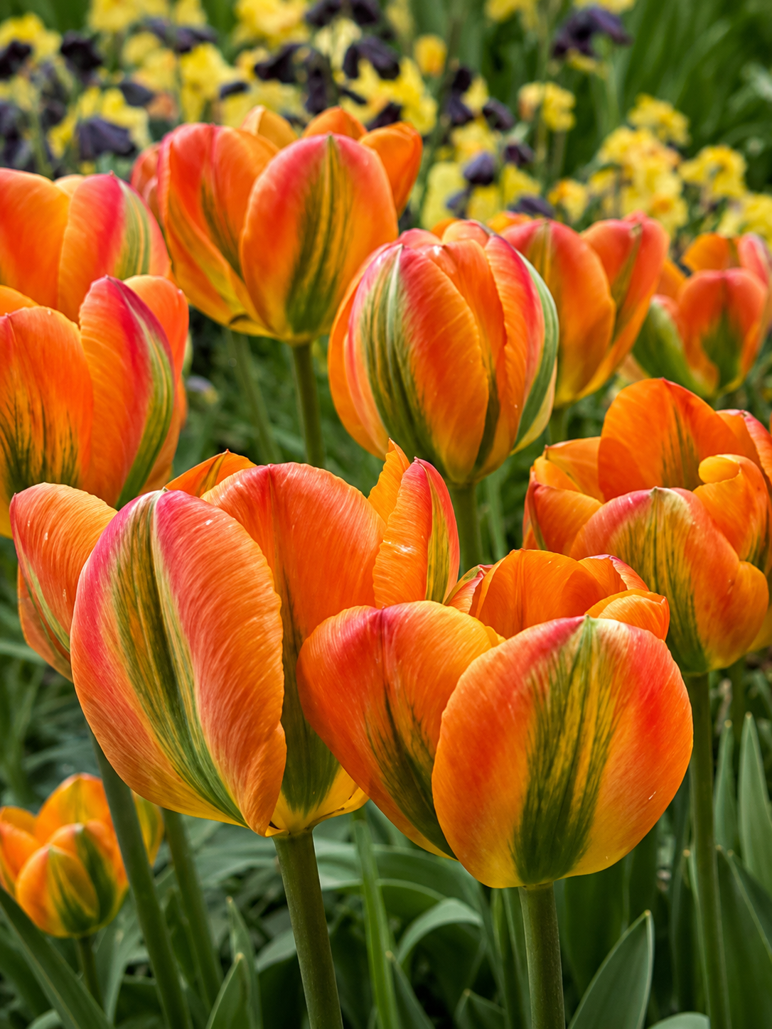 TULPES VIRIDIFLORA ORANGE MARMELADE, 1gb