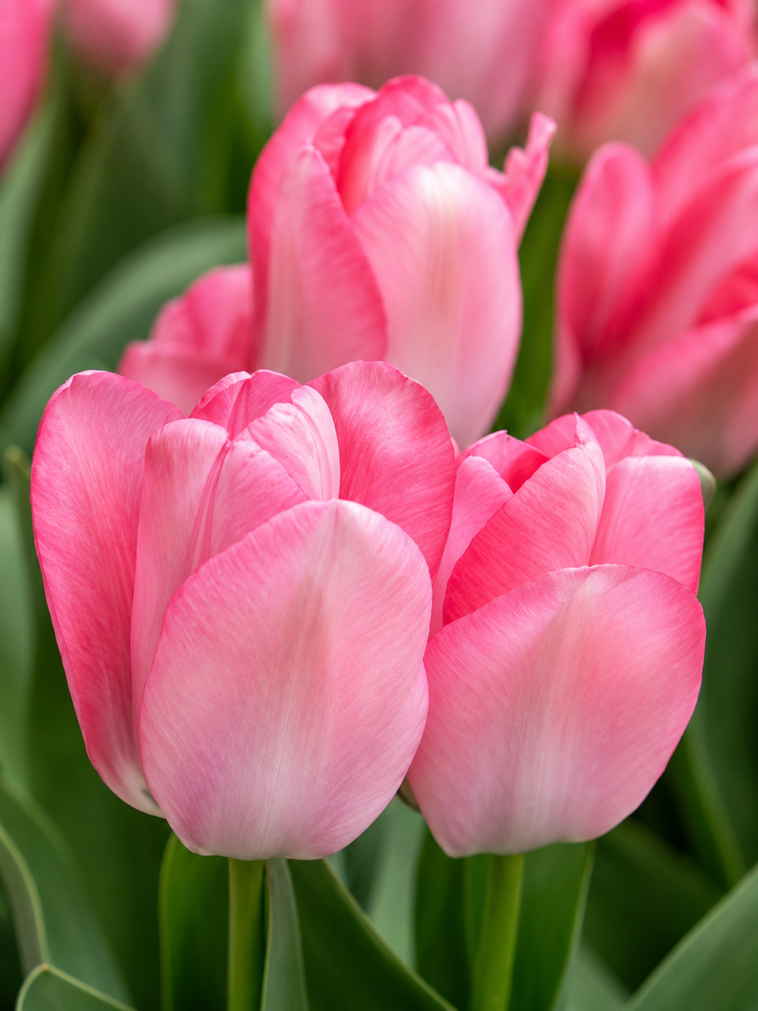 TULPES FOSTERIANA SWEET SIXTEEN, 1gb