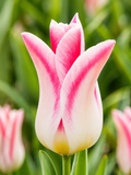 TULPES HOLLAND CHIC, 5gb